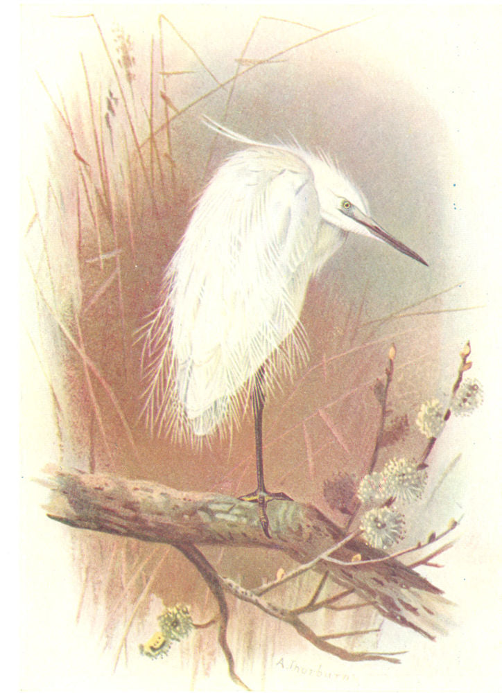 BRITISH BIRDS. Little Egret. THORBURN 1925 old vintage print picture